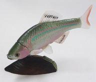 トレーディングフィギュア イチモンジタナゴ(雄) 「カプセルQミュージアム 日本の動物5 琵琶湖編」