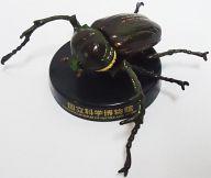 トレーディングフィギュア ヤンバルテナガコガネ 「国立科学博物館カプセルミュージアム」