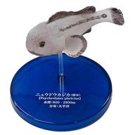 トレーディングフィギュア 【シークレット】ニュウドウカジカ(標本) 「不思議生物大百科 深淵の放浪者 深海魚」