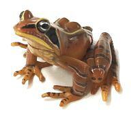 Japanese Red-Legged Frog Colored Amphibian Frog Encyclopedia New Revised Edition Figure image 1