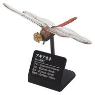 トレーディングフィギュア アキアカネ 「原色図鑑シリーズ 日本のトンボ」