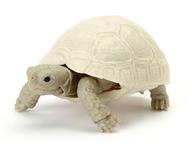 トレーディングフィギュア ヒョウモンガメ(リューシスティック幼体) 「いきもの大図鑑 かめ05」 画像 1