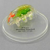 トレーディングフィギュア 【シークレット】 クマムシ 「不思議生物大百科 極小の共存者 微生物」 รูปภาพ 1