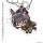 COSPA Umamusume Pretty Derby Zenno Rob Roy Acrylic Tsumamare image 2
