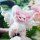 Dumia Morino Star Fantasy Vol.2 Posable Plush w/Soft Vinyl Blind Box 6Pack BOX image 2