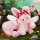 Dumia The Wizard of Oz Posable Plush w/Soft Vinyl Blind Box 6Pack BOX image 9