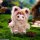 Dumia Morino Star Fantasy Fairy Plush w/Soft Vinyl Series Blind Box 4Pack BOX image 10