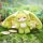 Maytree Sweet Beast Story Series Blind Box 4Pack BOX image 6
