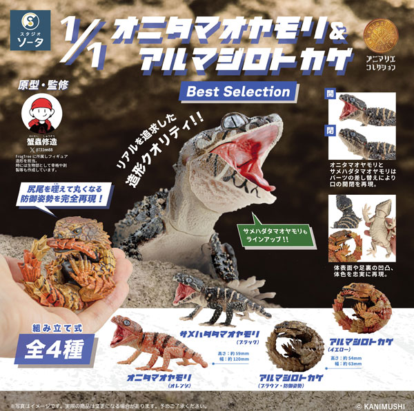 SO-TA 1/1 센트럴리안 러프 놉테일 게코 & 아르마딜로 거들드 리자드 베스트 셀렉션 4팩 BOX 이미지 1
