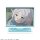 License Agent TV Anime "Frieren: Beyond Journey's End" Mini Acrylic Stand Design 01 (Frieren /A) imagen 2