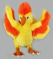 ぬいぐるみ ファイヤー Pokemon fit ぬいぐるみ 「ポケットモンスター」 ポケモンセンター限定 รูปภาพ 1