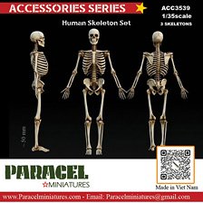 Paracel Miniatures Human Skeleton Set (Plastic model)