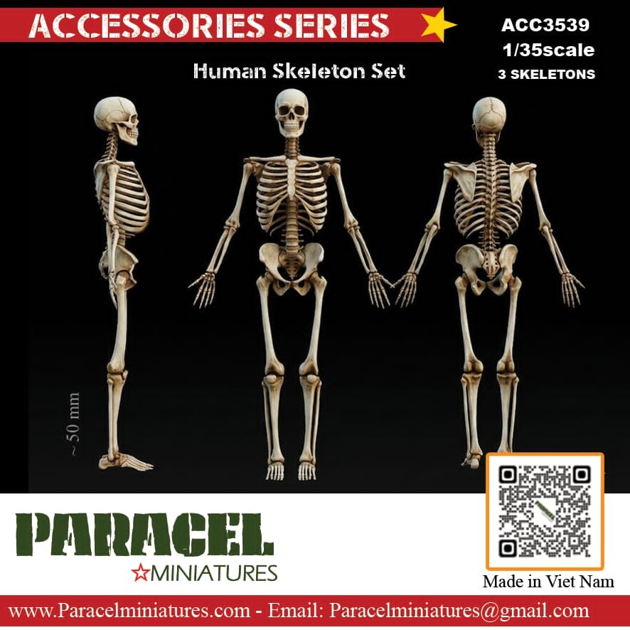 Paracel Miniatures Human Skeleton Set (Plastic model) Bild 2