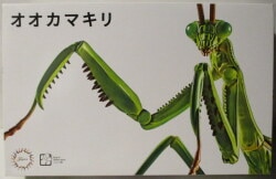Fujimi Free Research Creatures Edition Giant Praying Mantis