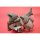 Kotobukiya Rebuild of Evangelion VIP Transportation NERF Commander VTOL Craft Plastic Model imagen 14