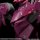 Good Smile Company MODEROID Fafner in the Azure: The Beyond Fafner Mark Sieben Kai Azrael Plastikmodell Bild 6