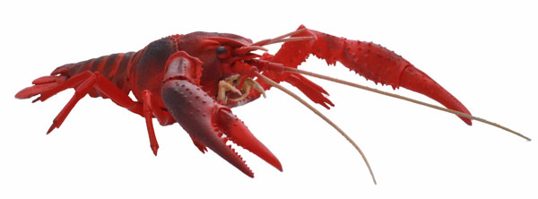 Fujimi Jiyuu Kenkyuu Series No.24 Living Things Swamp Crayfish (Red) Plastic Model